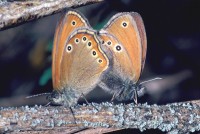 Coenonympha leander