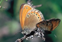 Coenonympha leander