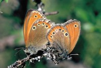 Coenonympha leander