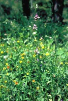 Ophrys straussii