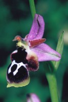 Ophrys straussii