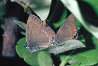 Satyrium ilicis