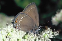 Satyrium ilicis