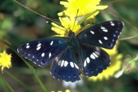 Limenitis reducta