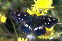 Limenitis reducta