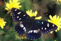 Limenitis reducta