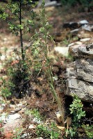 Himantoglossum caprinum subsp. bolleanum