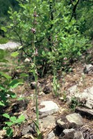 Ophrys straussii var. leucotaenia