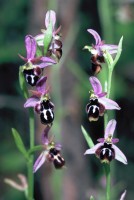 Ophrys straussii var. leucotaenia