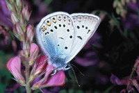 Plebicula amanda