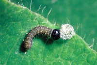 Limenitis reducta