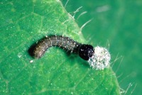 Limenitis reducta