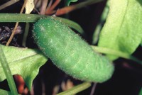 Lycaena hippothoe