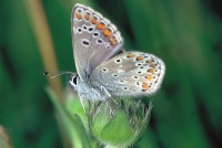 Aricia agestis