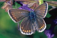 Polyommatus icarus