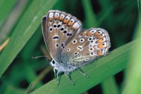 Polyommatus icarus