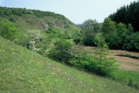 Lysandra bellargus