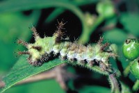 Limenitis reducta