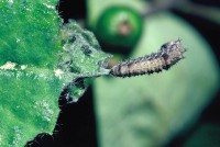 Limenitis reducta