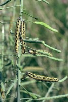 Pieris brassicae