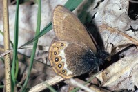 Coenonympha hero