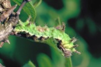 Limenitis reducta