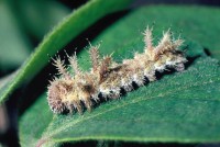 Limenitis reducta