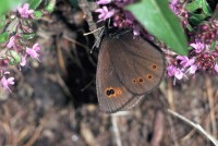 Erebia medusa