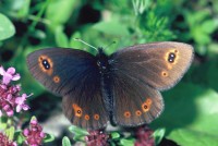 Erebia medusa