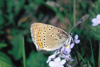 Lycaena hippothoe