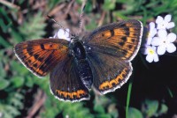 Lycaena hippothoe