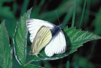 Pieris bryoniae