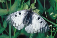 Parnassius mnemosyne