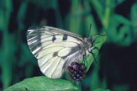 Parnassius mnemosyne