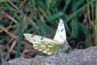 Pontia callidice