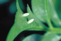 Pieris bryoniae