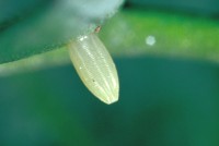 Pieris bryoniae