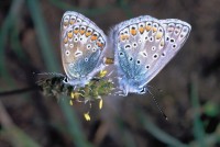 Polyommatus icarus