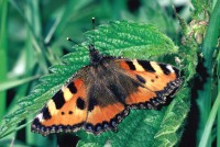 Aglais urticae