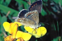 Aricia agestis