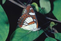 Limenitis reducta