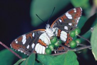 Limenitis reducta