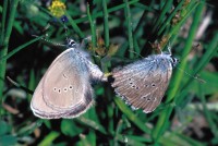 Cyaniris semiargus