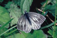 Pieris bryoniae