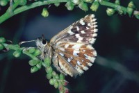 Pyrgus malvae