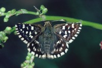 Pyrgus malvae