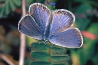 Plebejus trappi