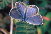 Plebejus trappi