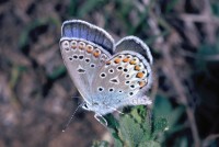 Plebejus trappi