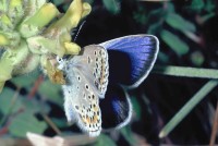 Plebejus trappi